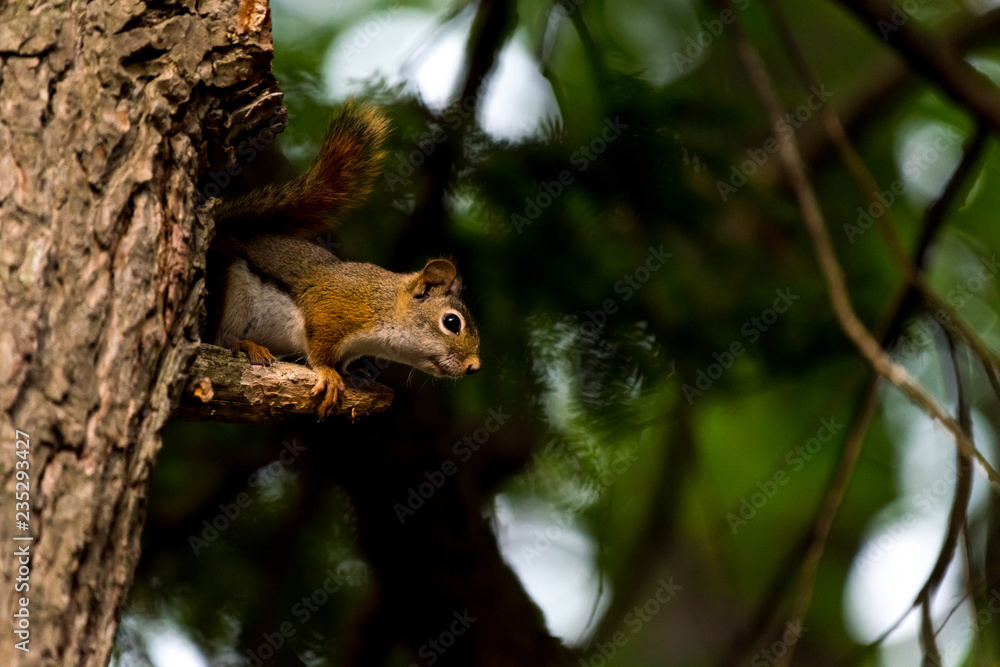 American red squirrel (Tamiasciurus hudsonicus)) in a tree in Michigan, USA. American red squirrel (Tamiasciurus hudsonicus)) in a tree in Michigan, USA.