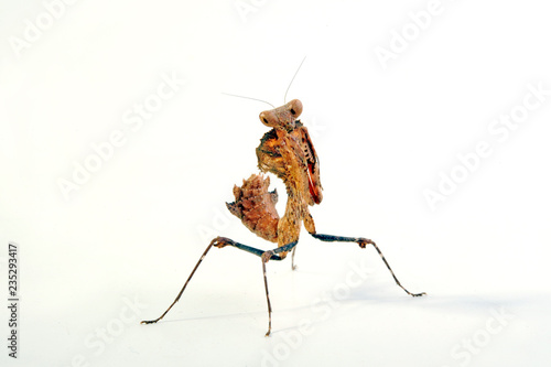 Totes Blatt (Deroplatys desiccata) - giant dead leaf mantis