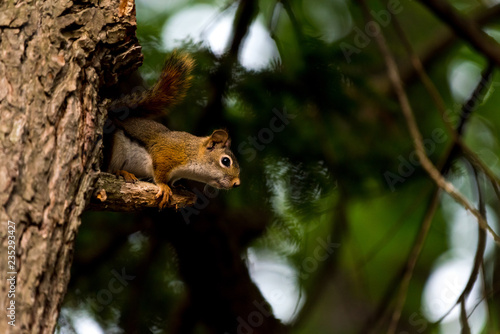 American red squirrel (Tamiasciurus hudsonicus)) in a tree  in Michigan, USA. © Kirk Hewlett
