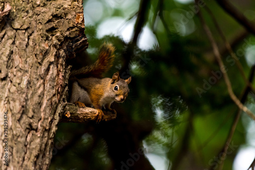 American red squirrel (Tamiasciurus hudsonicus)) in a tree in Michigan, USA.