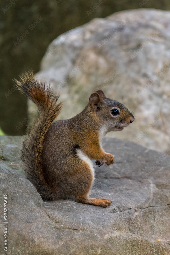 American red squirrel (Tamiasciurus hudsonicus) sitting on a rock in Michigan, USA. American red squirrel (Tamiasciurus hudsonicus) sitting on a rock in Michigan, USA.