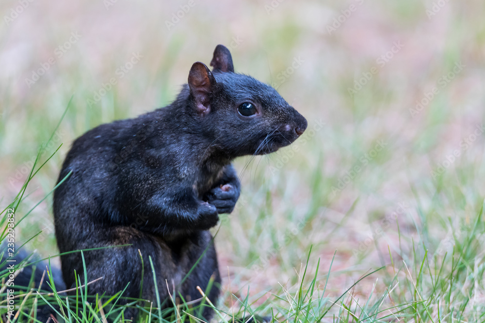 A black Eastern Gray Squirrel (Sciurus carolinensis) in Michigan, USA. A black Eastern Gray Squirrel (Sciurus carolinensis) in Michigan, USA.