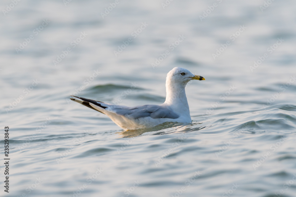 A ring-billed gull (Larus delawarensis) swims on Grand Traverse Bay, Lake Michigan, Traverse City, MI, USA. A ring-billed gull (Larus delawarensis) swims on Grand Traverse Bay, Lake Michigan, Traverse City, MI, USA.