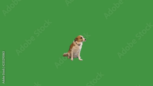dog sitting on green screen