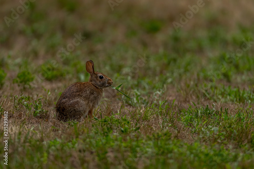 Eastern cottontail rabbit (Sylvilagus floridanus) eating vegetation in Michigan, USA. © Kirk Hewlett