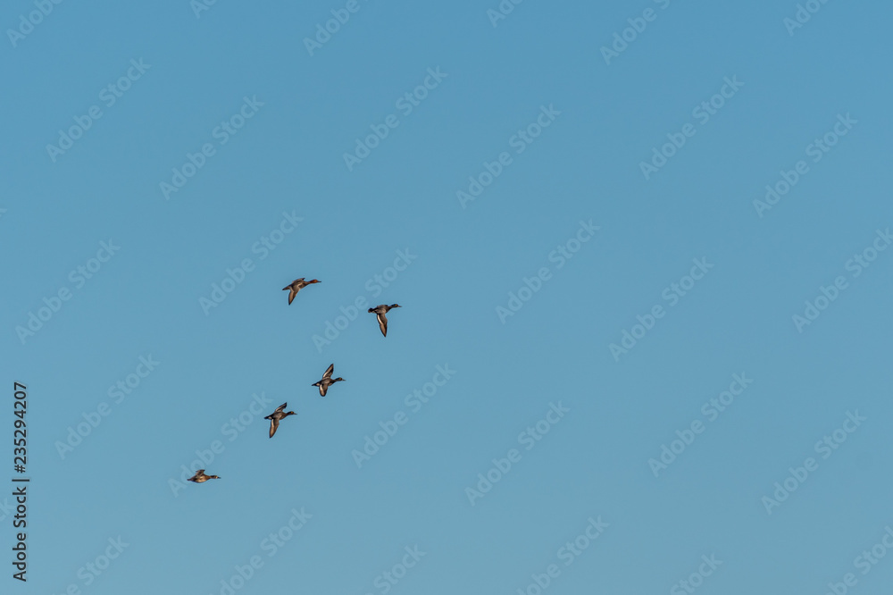 Flock of Greater Scaups ducks (Aythya marila) flying against a clear sky. Flock of Greater Scaups ducks (Aythya marila) flying against a clear sky.