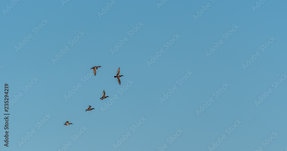 Flock of Greater Scaups ducks (Aythya marila) flying against a clear sky.