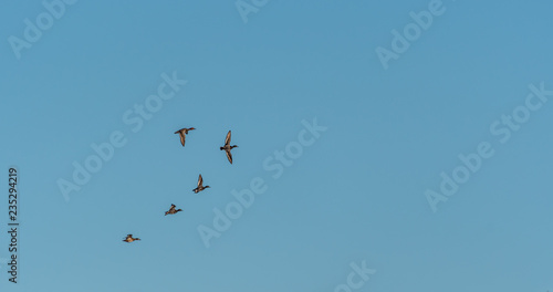 Flock of Greater Scaups ducks (Aythya marila) flying against a clear sky.