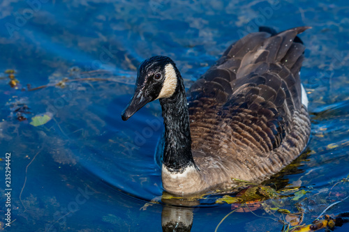 Canada Goose (branta canadensis) swimming in Kensington MetroPark, S.E. Michigan. photo