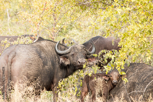 S  dafrika Safari