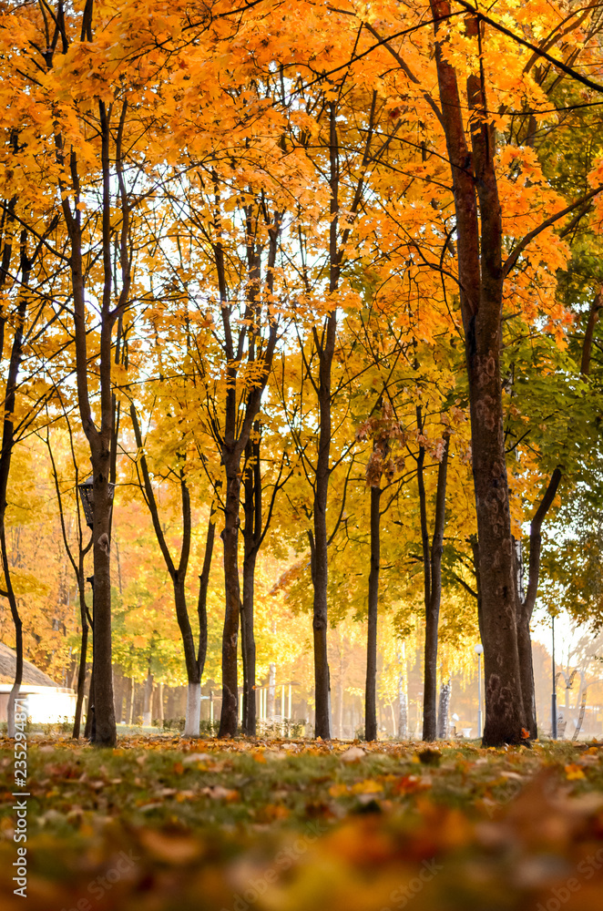 Naklejka premium autumn