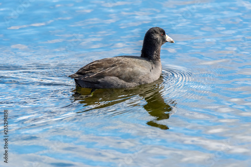 American Coot (Fulica americana) swimming in Michigan, USA.