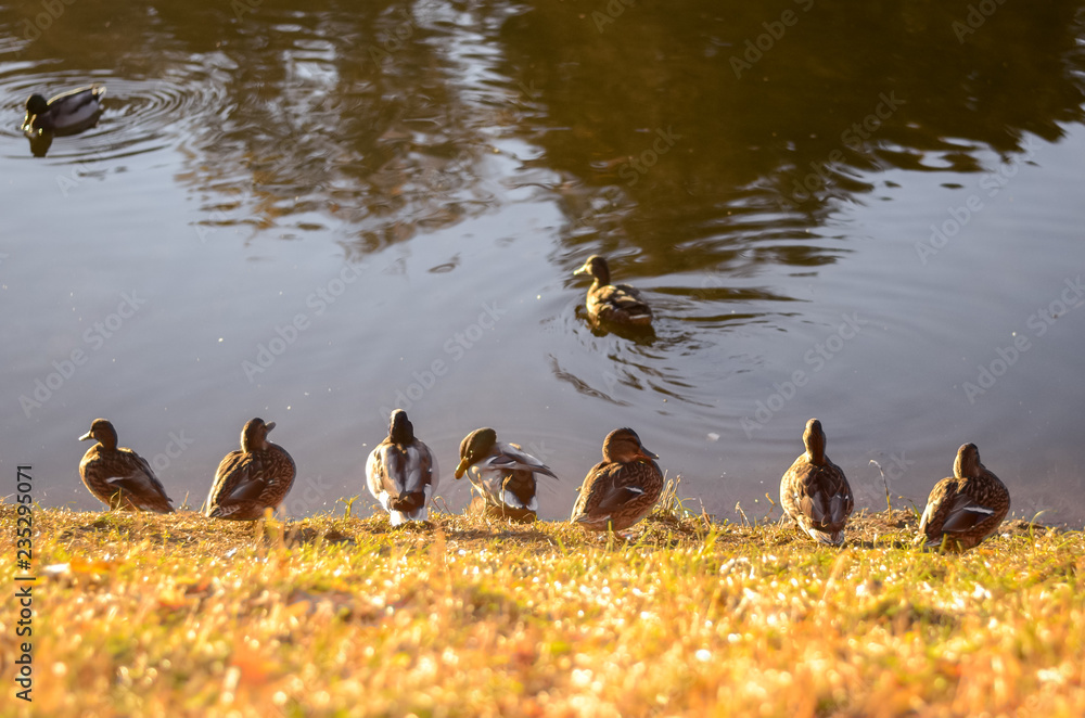 Fototapeta premium ducks
