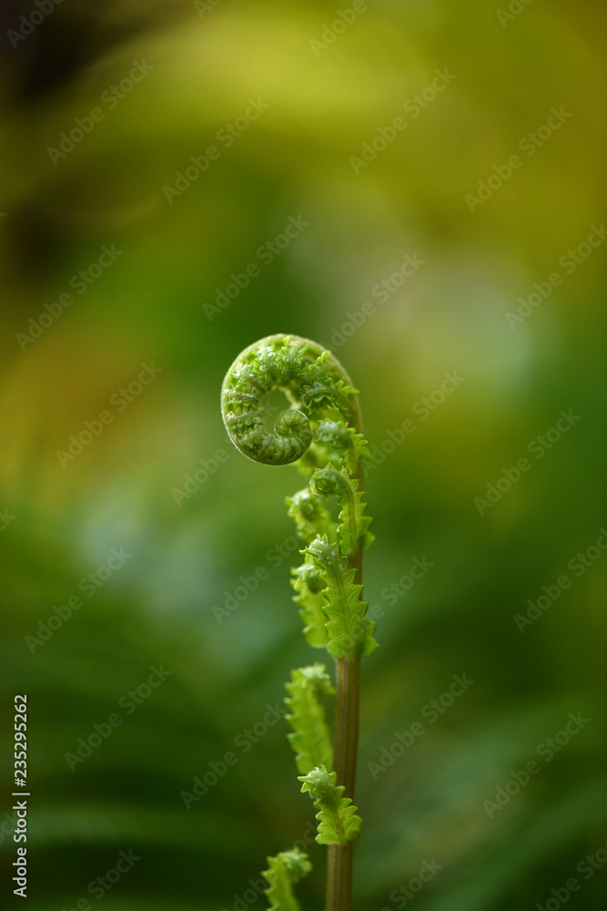 Fern leaf unfolding Fern leaf unfolding