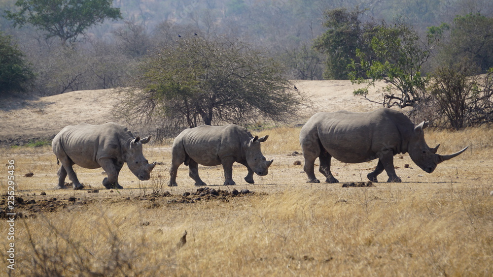 Fototapeta premium Südliches Breitmaulnashorn Familie