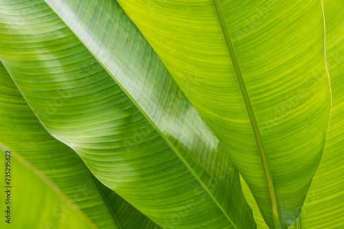 Green banana leaf background, abstract pattern of nature
