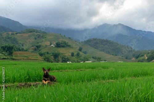 lush green rice fields in sapa vietnam