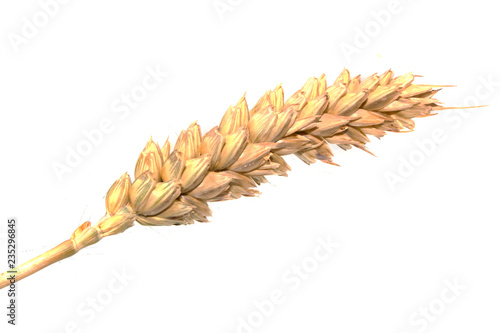 wheat isolated on white background