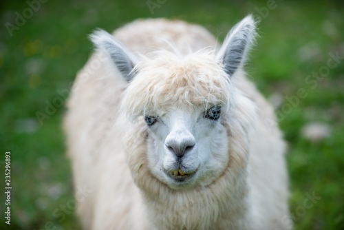 White Alpaca camel looks in the camera wioth green background.
