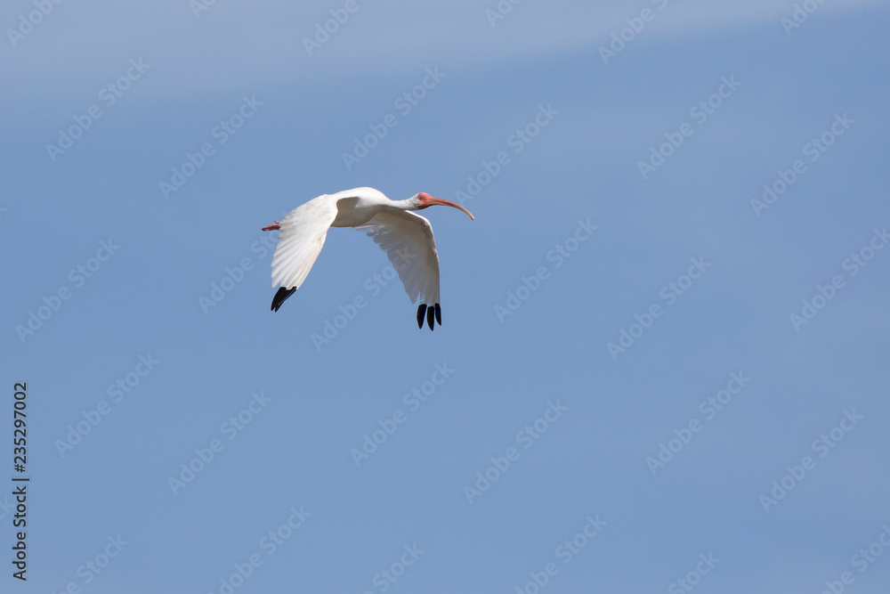 Fototapeta premium American white ibis that flies over mangroves on a bright sunny day