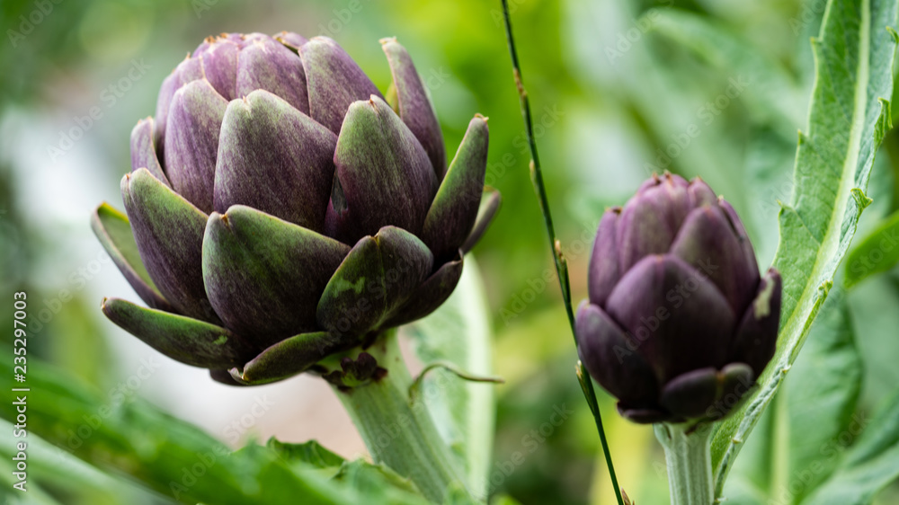 Obraz premium Aubergine Artichoke