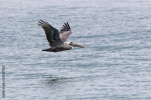 brown pelican who flies low over the water on the coast of the Atlantic Ocean