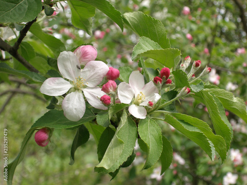 In the garden, apple trees bloomed. Spring collorites. photo