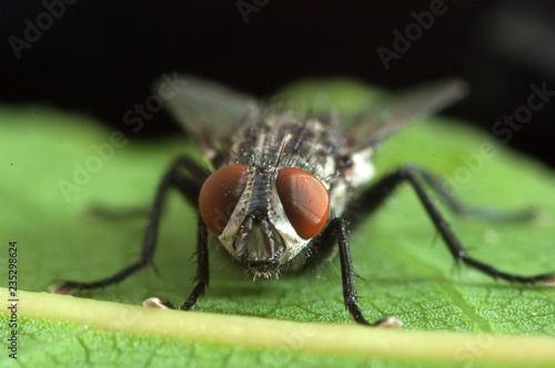 The House Fly (Musca domestica) close-up