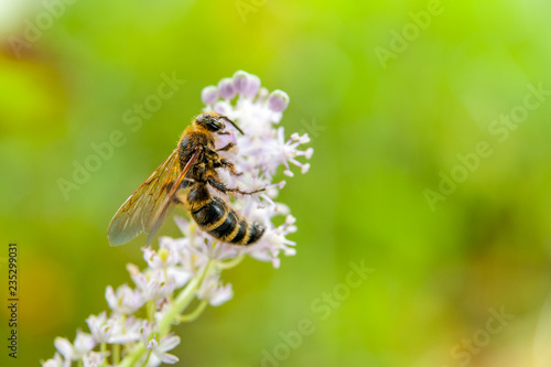 Honey bee pollinating a lilac flower in a park in Fuji City, Japan. Close-up. Green background. Copy Space. © Sergio Yoneda