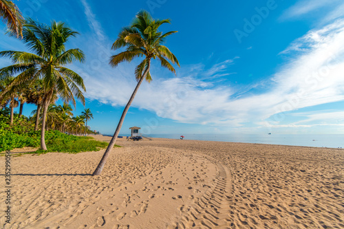 Palm on Miami beach on a sunny day, Miami, Florida, United States of America © Jan