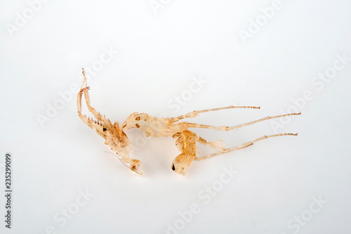 Häutung (Exuvie) einer Gottesanbeterin (Deroplatys lobata)  photo