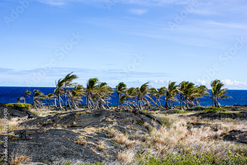 Palmen auf Big Island mit blauem Pazifik im Hintergrund, Hawaii