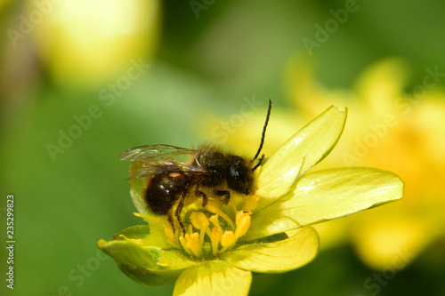 Macro of brown bee Andrena clarkella on yellow buttercup flower Ficaria verna photo