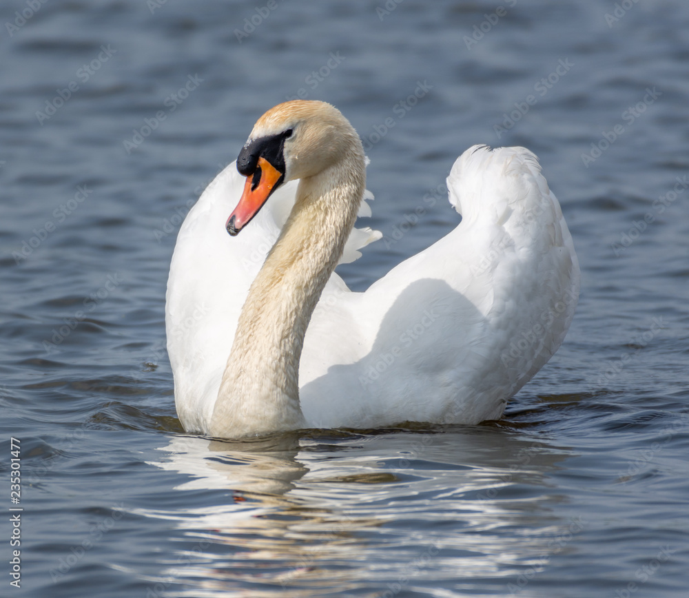 A swan swimning at me, looking sideways against me. A swan swimning at me, looking sideways against me.