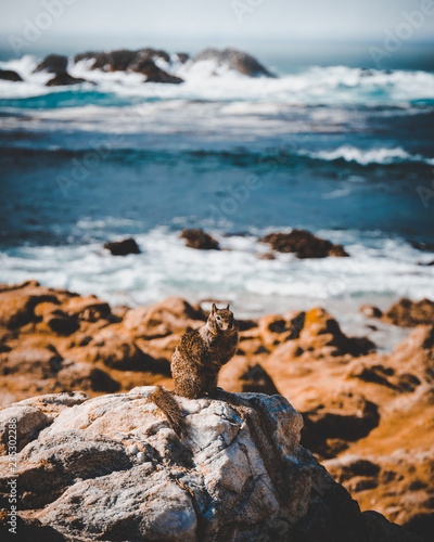 Squirrel at Pacific Ocean, Pebble Beach photo