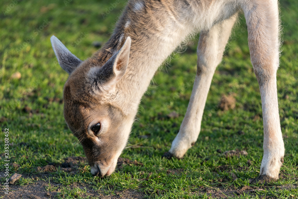 grazing fallow deer fawn