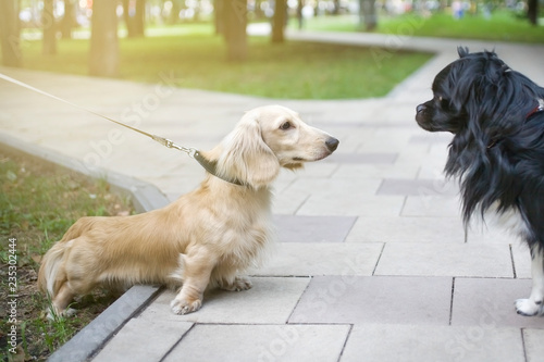 Canvas Print two dogs for a walk
