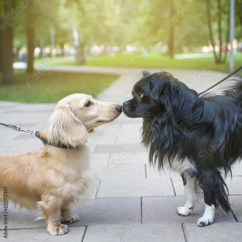 two dogs for a walk