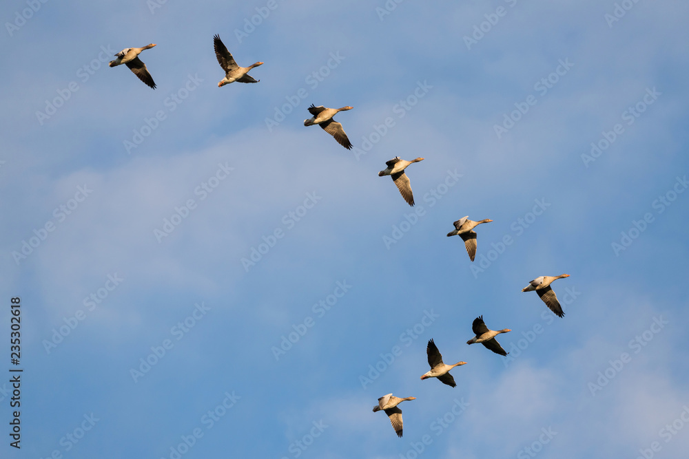 Fototapeta premium migrating greylag geese in the sky above the Dutch island of Texel