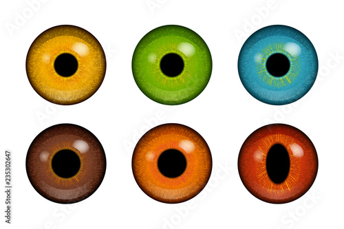 Colorful human and animal eyeballs
