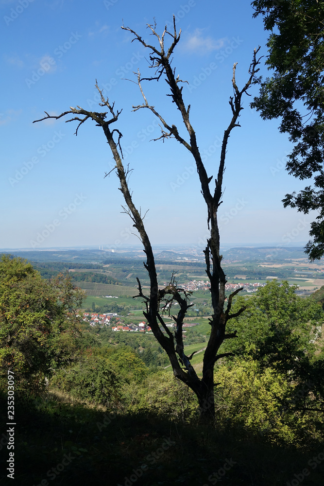 Fototapeta premium Alter Baum bei Löwenstein