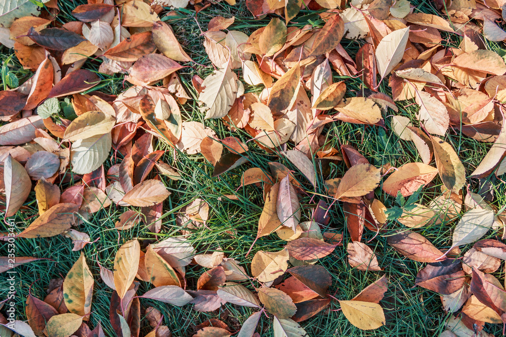 Fallen leaves on green grass under sunshine. Foliage on green grass for your background. Autumn time concept