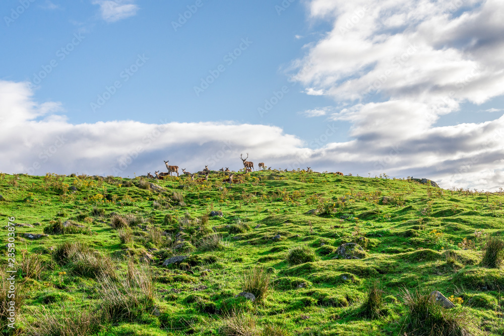 Red deers herd on top of the hill along safari track in Highland Wildlife Safari Park, Scotland