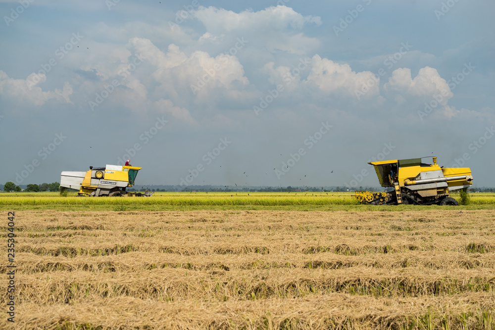Fototapeta premium Local farmer uses machine to harvest rice on paddy field. Sabak Bernam is one of the major rice supplier in Malaysia.