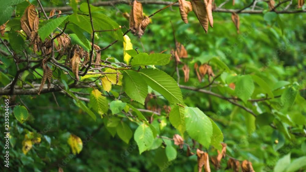Fall Leaves Blowing in Wind Close Up Fall Leaves Blowing in Wind Close Up