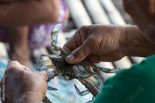 Soft focus of Fisherman hands take Blue swimming crab off fishing nets, Thailand