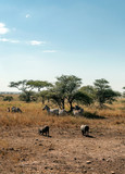 Elephants in the savannah of Tanzania
