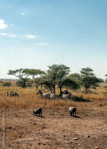 Elephants in the savannah of Tanzania