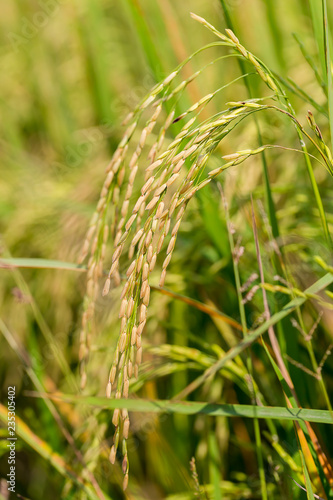 Rice paddy field in thailand,copy space.