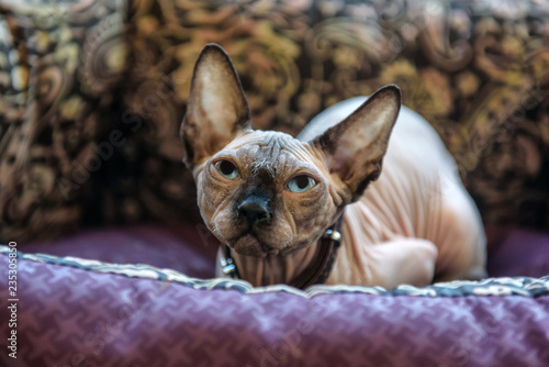 Fotografie sphinx cat in his bed
